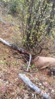 Elk_Harvest.jpeg Image